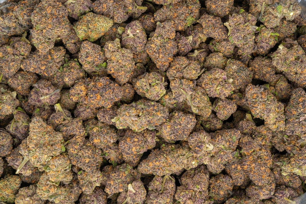 Toxic Punch Indoor