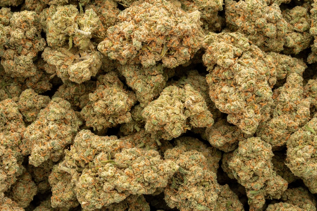 Jack Herer Indoor