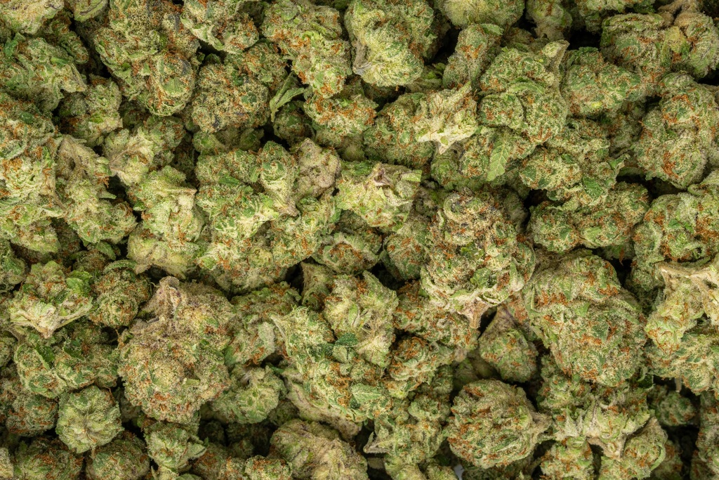 Bananaconda Indoor
