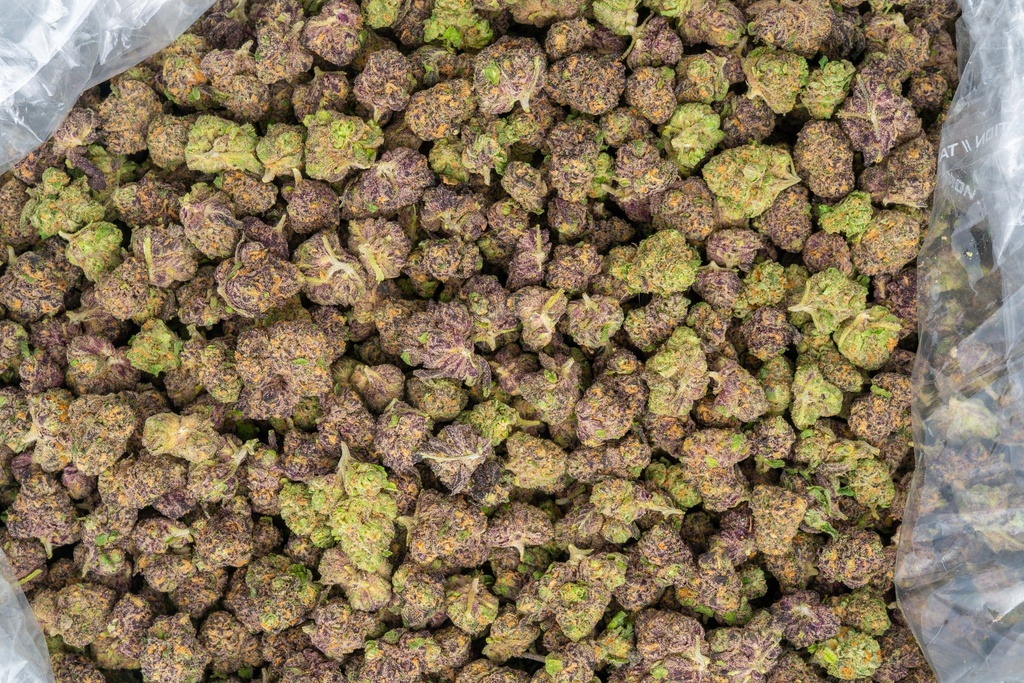 Toxic Punch Indoor Smalls