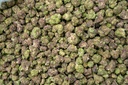 Toxic Punch Indoor Smalls