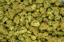 Hollyweed 