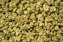 Bubble Gum Smalls
