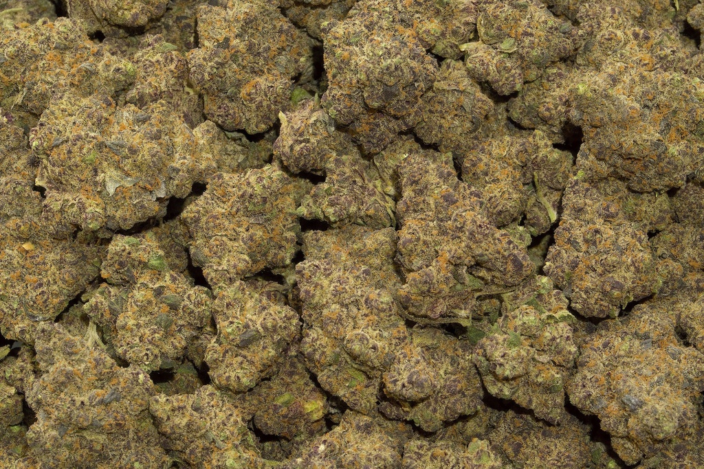 Demon King Indoor