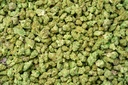 Bananaconda Indoor Smalls