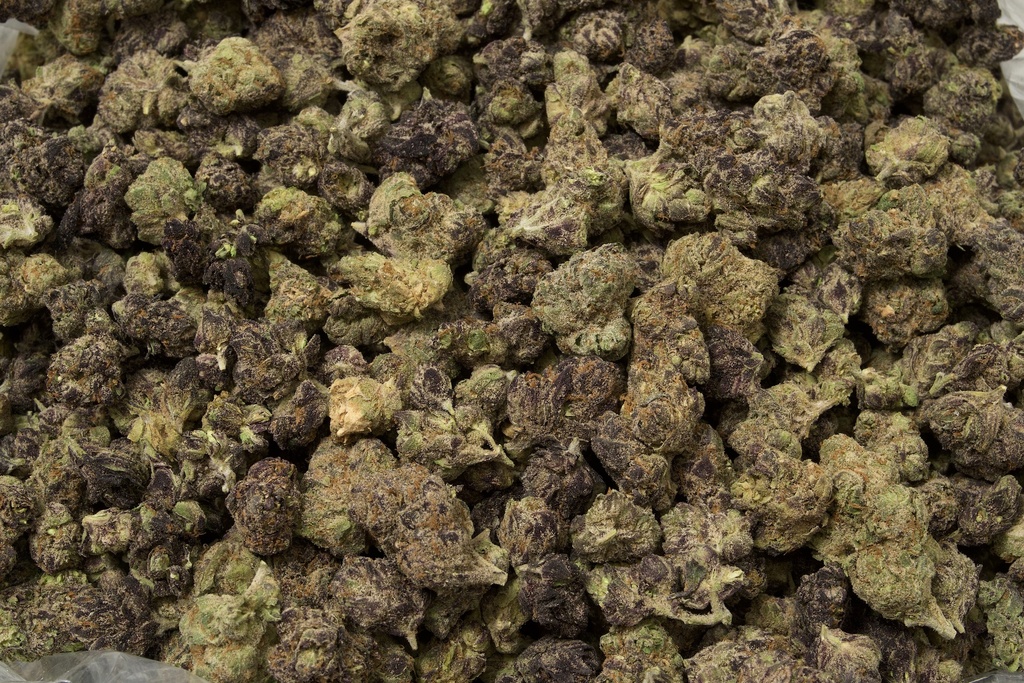 Blueberry Muffin Indoor Mediums