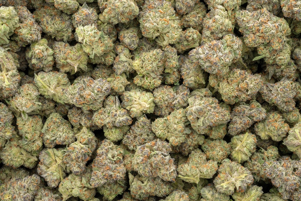 Jungle Cake Indoor