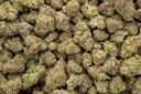 Blackberry Caviar Indoor