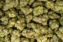 Falcon 9 OG Indoor