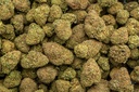 Hindu Kush Indoor