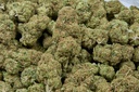 Larry Og Indoor
