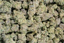 Coco-Lato Indoor