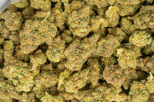 [BPFLTAIAOR] Agent Orange Indoor