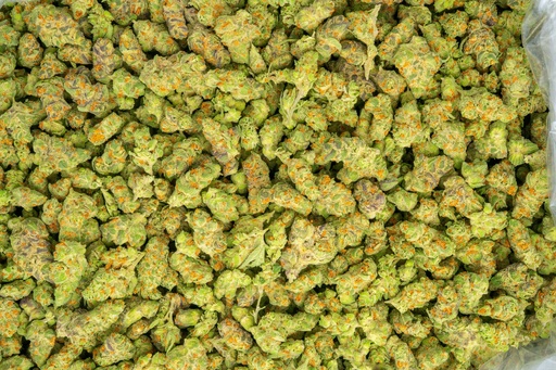 [BPFLTASTSA] The Sauce Indoor Smalls