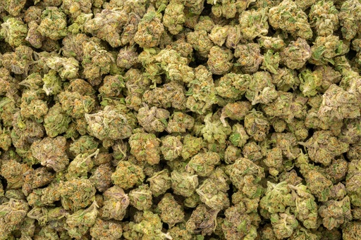 [BPFLTASCOL] Coco-Lato Indoor Smalls