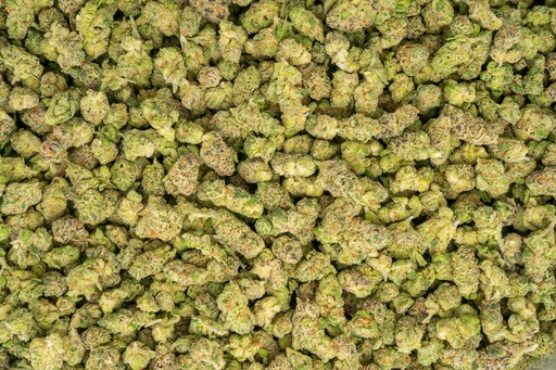 [BPFLTASLAP] LA Pop Rocks Indoor Smalls