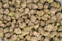 White Truffle Indoor Mediums