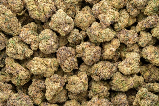 [BPFLTAIBKD] Black Domina Indoor