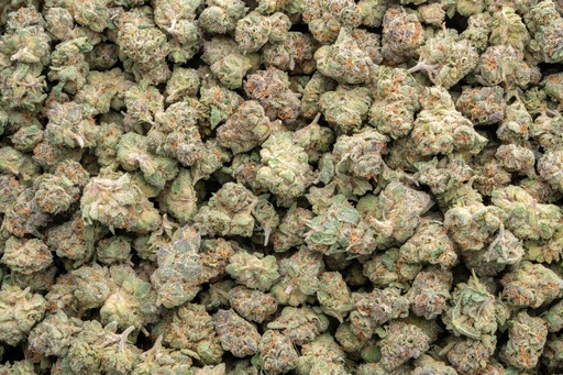 [BPFLTAMSDG] Stardawg Guava Indoor Mediums