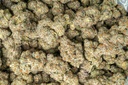 White Truffle Indoor