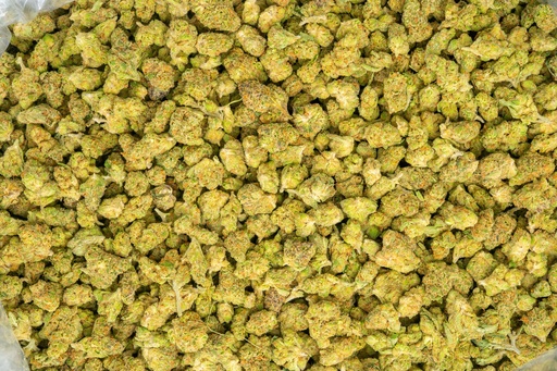 [BPFLTASAOR] Agent Orange Indoor Smalls