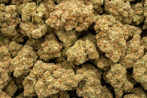 [BPFLTAIJHR] Jack Herer Indoor