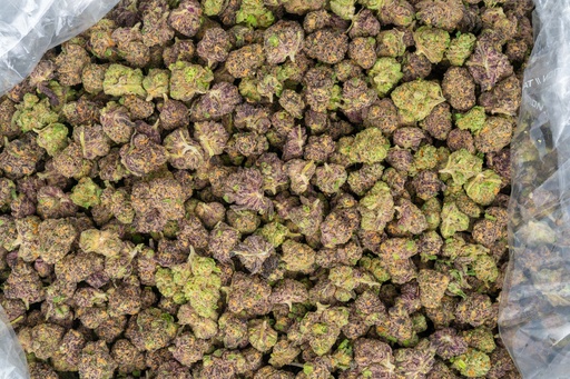 [BPFLTASTXP] Toxic Punch Indoor Smalls