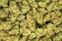 Cali-O Indoor