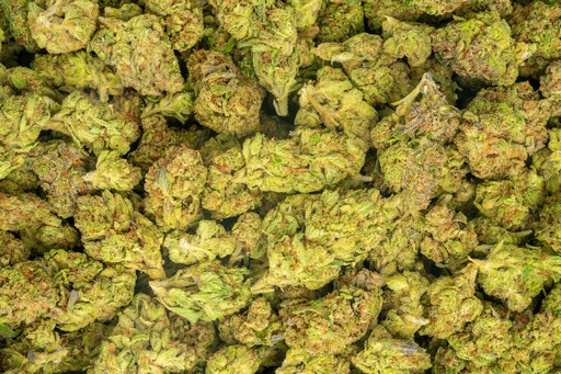 [BPFLTALG33] Gelato #33