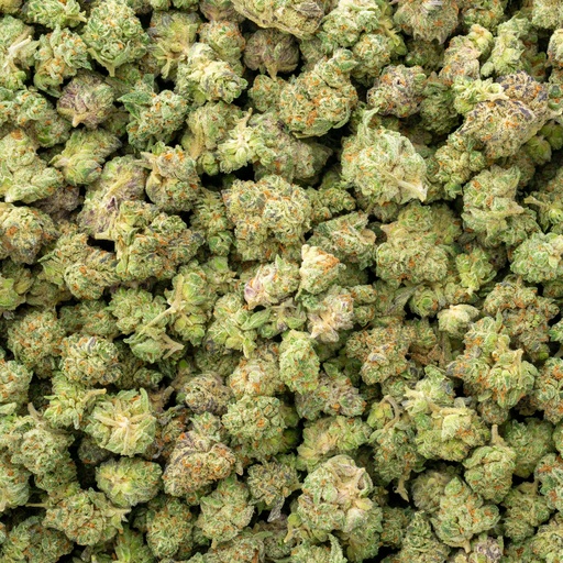 [BPFLTASLAB] La Bomba Indoor Smalls