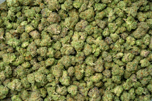 [BPFLTASLAB] La Bomba Indoor Smalls