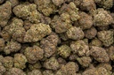 Kali Mist Indoor