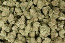 Cheetah Piss Indoor