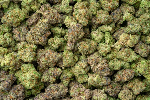 [BPFLTAILCG] Lemon Cherry Gelato Indoor