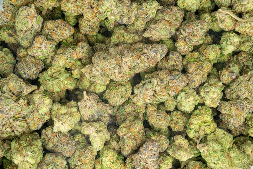 [BPFLTAILCG] Lemon Cherry Gelato Indoor