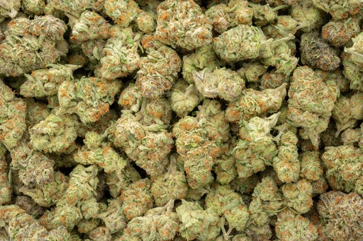 [BPFLTAIPPU] Purple Punch Indoor