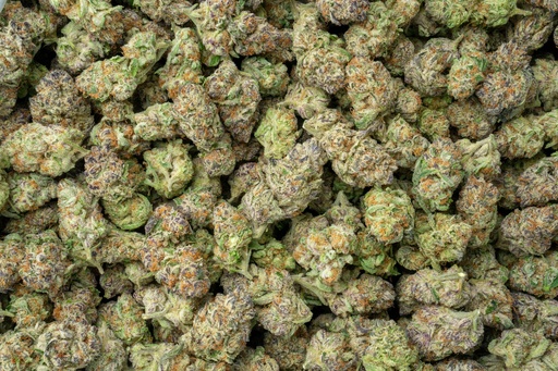 [BPFLTAIPPU] Purple Punch Indoor