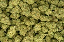 Gelato