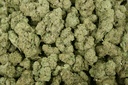 Girl Scout Cookies