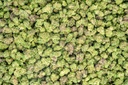 Lemon Cherry Gelato Indoor Smalls