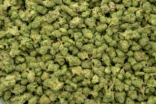 [BPFLTASLCG] Lemon Cherry Gelato Indoor Smalls