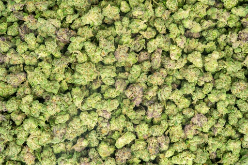 [BPFLTASLCG] Lemon Cherry Gelato Indoor Smalls