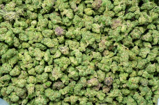 [BPFLTASLCG] Lemon Cherry Gelato Indoor Smalls